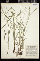 Thumbnail for <i>Carex virescens</i> <i></i> …