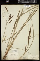 Thumbnail for <i>Carex verrucosa</i> <i></i> …