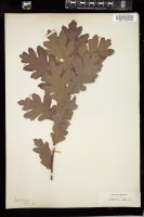 Thumbnail for <i>Quercus alba</i> <i></i> …