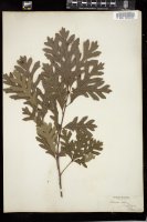 Thumbnail for <i>Quercus alba</i> <i></i> …