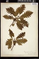 Thumbnail for <i>Quercus montana</i> <i></i> …