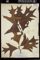 Thumbnail for <i>Quercus laevis</i> <i></i> …