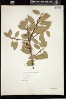 Thumbnail for <i>Quercus wislizeni</i> <i></i> …