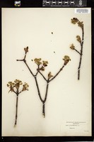 Thumbnail for <i>Acer platanoides</i> <i></i> …