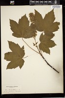 Thumbnail for <i>Acer pseudoplatanus</i> <i></i> …