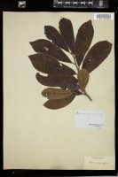 Thumbnail for <i>Asimina parviflora</i> <i></i> …
