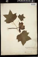 Thumbnail for <i>Liriodendron tulipifera</i> <i></i> …