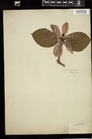Thumbnail for <i>Magnolia acuminata</i> <i></i> …