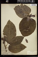 Thumbnail for <i>Magnolia acuminata</i> <i></i> …