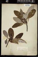 Thumbnail for <i>Magnolia virginiana</i> <i></i> …