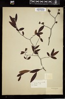 Thumbnail for <i>Laurus geniculata</i> <i></i> …