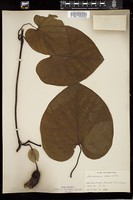 Thumbnail for <i>Aristolochia macrophylla</i> <i></i> …