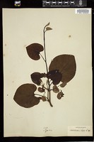 Thumbnail for <i>Aristolochia macrophylla</i> <i></i> …