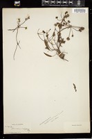 Thumbnail for <i>Damasonium californicum</i> <i></i> …