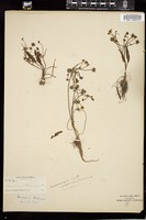Thumbnail for <i>Damasonium californicum</i> <i></i> …