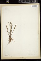 Thumbnail for <i>Sagittaria graminea</i> <i></i> …