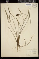 Thumbnail for <i>Sagittaria latifolia</i> <i></i> …