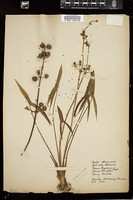 Thumbnail for <i>Sagittaria latifolia</i> <i></i> …