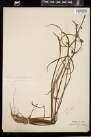 Thumbnail for <i>Sagittaria latifolia</i> <i></i> …