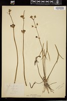 Thumbnail for <i>Sagittaria latifolia</i> <i></i> …