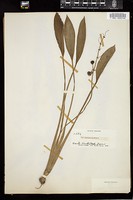 Thumbnail for <i>Sagittaria lancifolia</i> <i></i> …