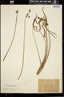 Thumbnail for <i>Sagittaria latifolia</i> <i></i> …