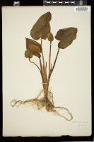 Thumbnail for <i>Calla palustris</i> <i></i> …