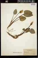 Thumbnail for <i>Calla palustris</i> <i></i> …