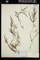 Thumbnail for <i>Potamogeton foliosus</i> <i></i> …