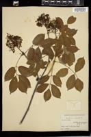 Thumbnail for <i>Sambucus racemosa</i> <i></i> …