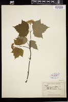 Thumbnail for <i>Viburnum acerifolium</i> <i></i> …