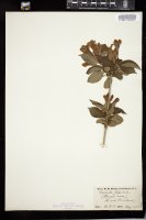 Thumbnail for <i>Diervilla japonica</i> <i></i> …