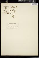 Thumbnail for <i>Linnaea borealis</i> <i></i> …