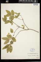 Thumbnail for <i>Lonicera canadensis</i> <i></i> …