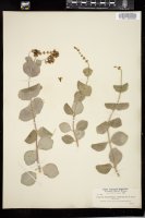 Thumbnail for <i>Lonicera californica</i> <i></i> …