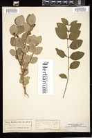 Thumbnail for <i>Symphoricarpos occidentalis</i> <i></i> …