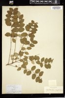 Thumbnail for <i>Symphoricarpos vulgaris</i> <i></i> …