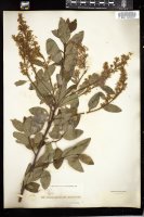 Thumbnail for <i>Ceanothus integerrimus</i> <i></i> …