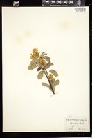 Thumbnail for <i>Amelanchier alnifolia</i> <i></i> …