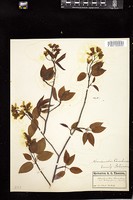 Thumbnail for <i>Amelanchier canadensis</i> <i></i> …