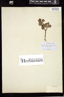 Thumbnail for <i>Amelanchier alnifolia</i> <i></i> …