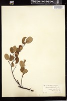 Thumbnail for <i>Amelanchier spicata</i> <i></i> …