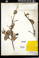 Thumbnail for <i>Prunus ilicifolia</i> <i></i> …