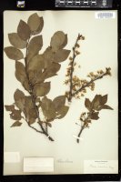 Thumbnail for <i>Prunus maritima</i> <i></i> …
