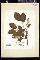 Thumbnail for <i>Prunus virginiana</i> <i></i> …