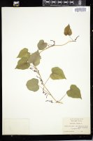 Thumbnail for <i>Dioscorea villosa</i> <i></i> …