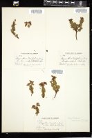 Thumbnail for <i>Phyllodoce caerulea</i> <i></i> …