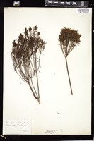 Thumbnail for <i>Ceratiola ericoides</i> <i></i> …