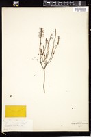 Thumbnail for <i>Ceratiola ericoides</i> <i></i> …