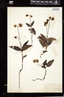 Thumbnail for <i>Chimaphila maculata</i> <i></i> …